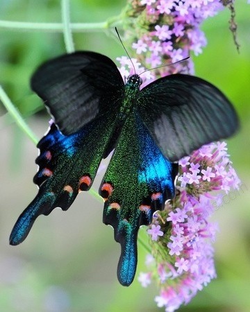 Photo:  Chinese peacock butterfly